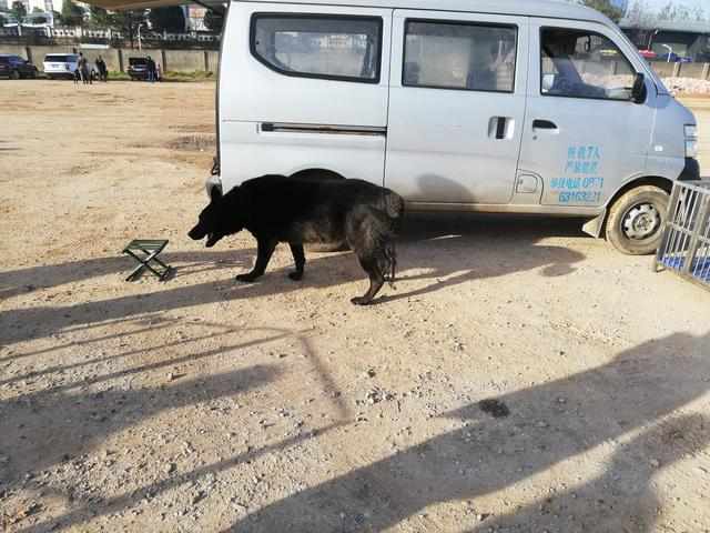 最新黑狼犬出售转让信息全览