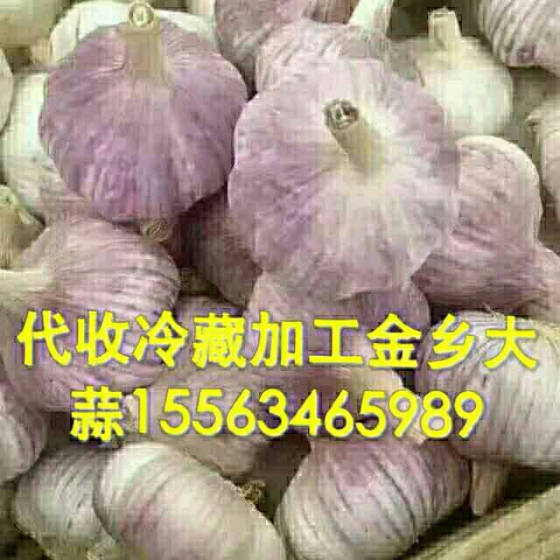 金乡大蒜价格走势最新分析